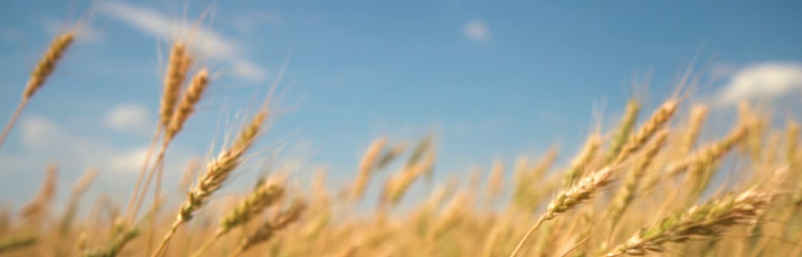 鑫梵淘轻创网 - 鑫选好资源,一淘即拥有